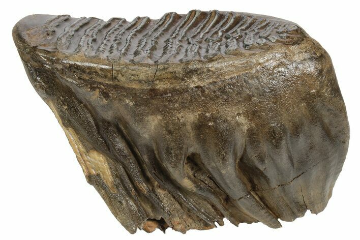 Fossil Woolly Mammoth Molar - Nice Preservation #235035